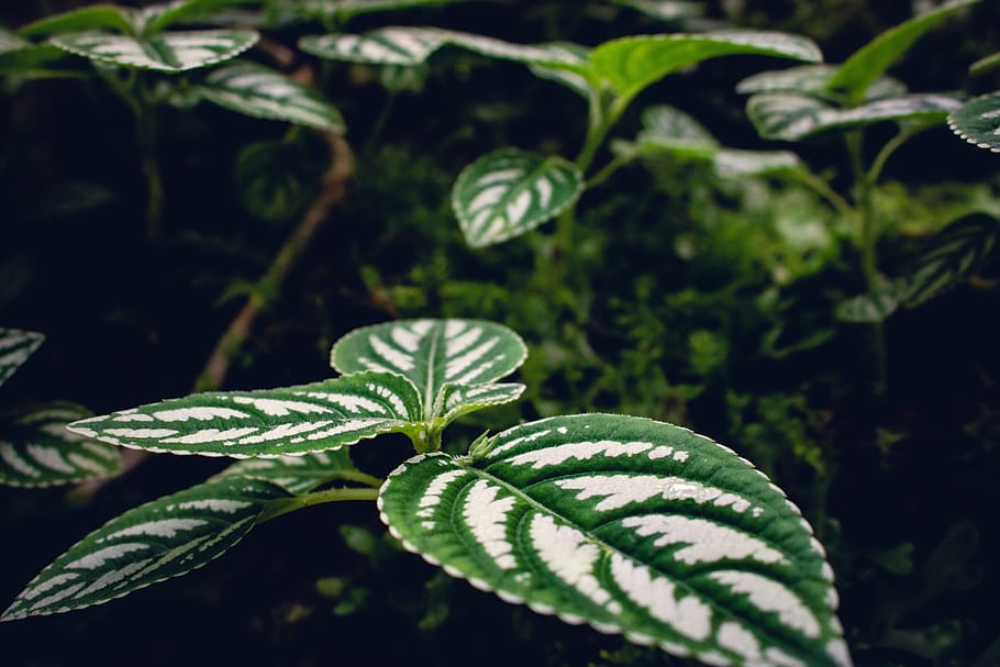 leaves, green, nature, leaf, tree, close up, colorful, plant HD wallpaper