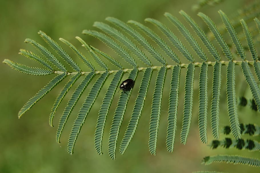 nature, insect, leaf, green color, growth, close-up, plant HD wallpaper