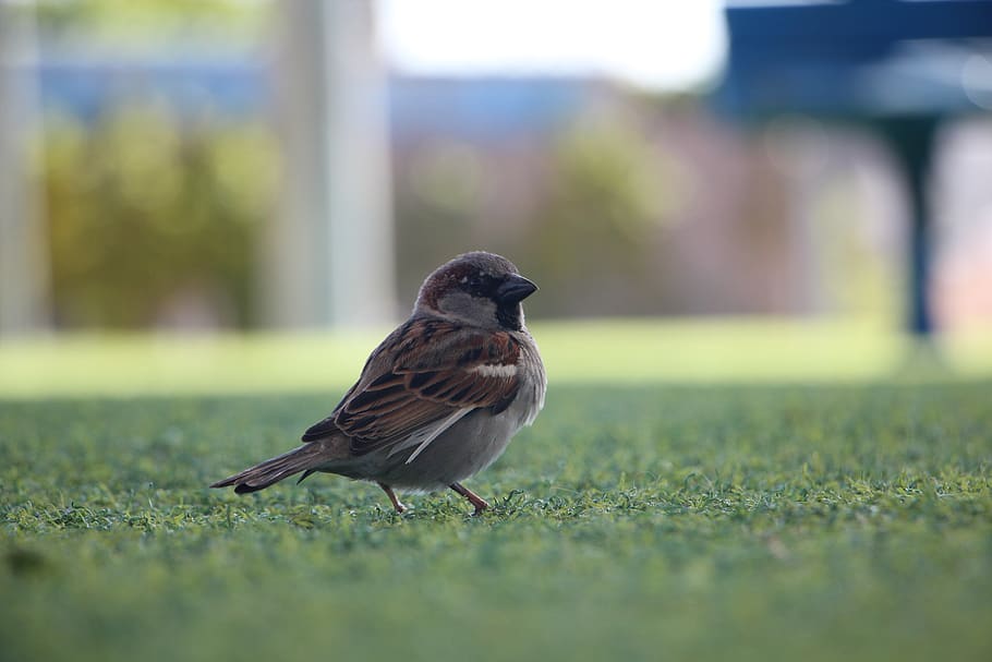 bird, grass, macro, one animal, vertebrate, animal wildlife HD wallpaper