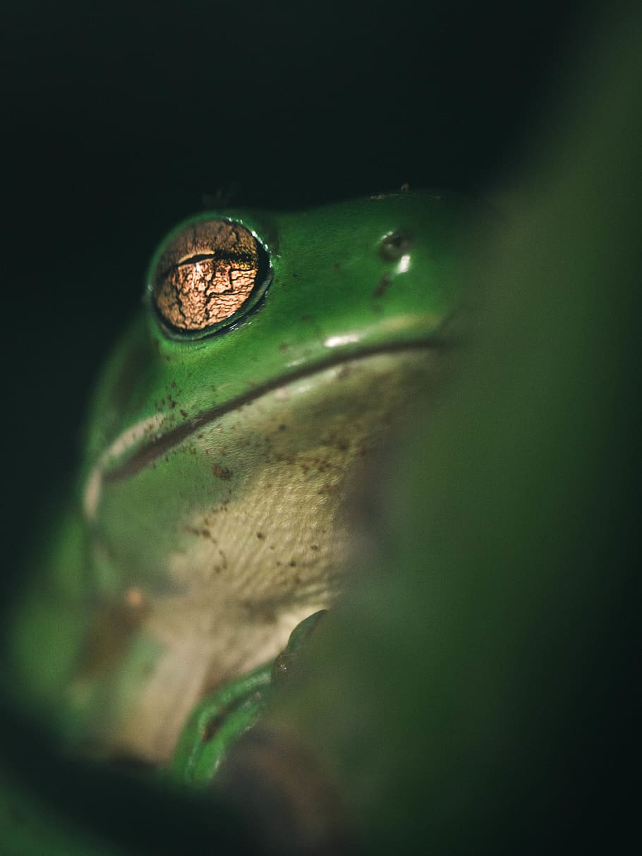 green color, selective focus, no people, close-up, animal, animal themes HD wallpaper