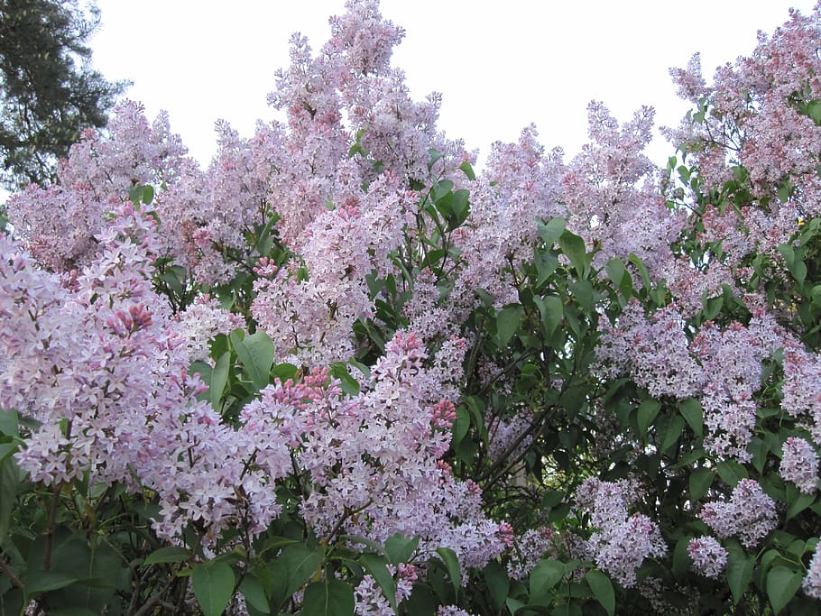 latvia, riga, violet flower, texture, lilacs, flowering plant HD wallpaper