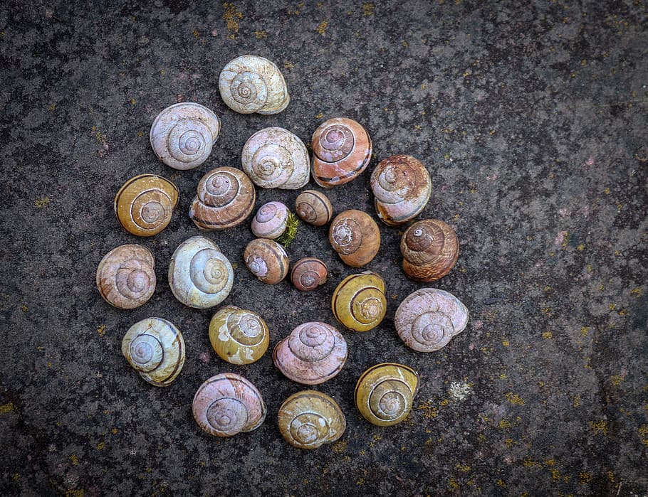 snail, shell, snail shape, snail shell, casing, nature, background HD wallpaper