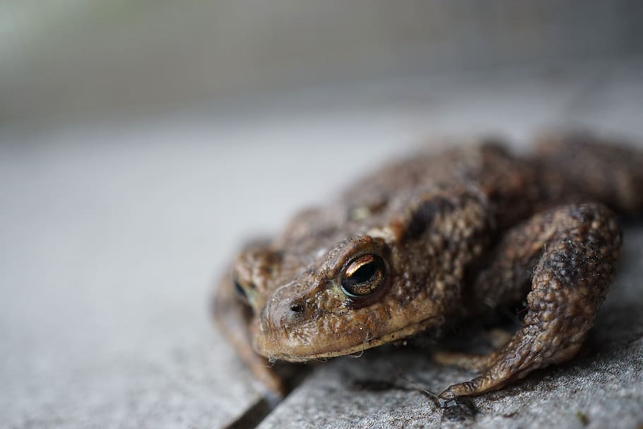 belgium, wachtebeke, toad, animal themes, one animal, animal wildlife HD wallpaper