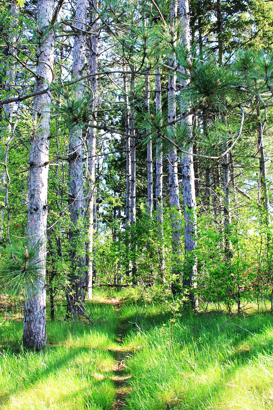 trees, pathway, plant, land, forest, tranquility, growth, beauty in nature HD wallpaper