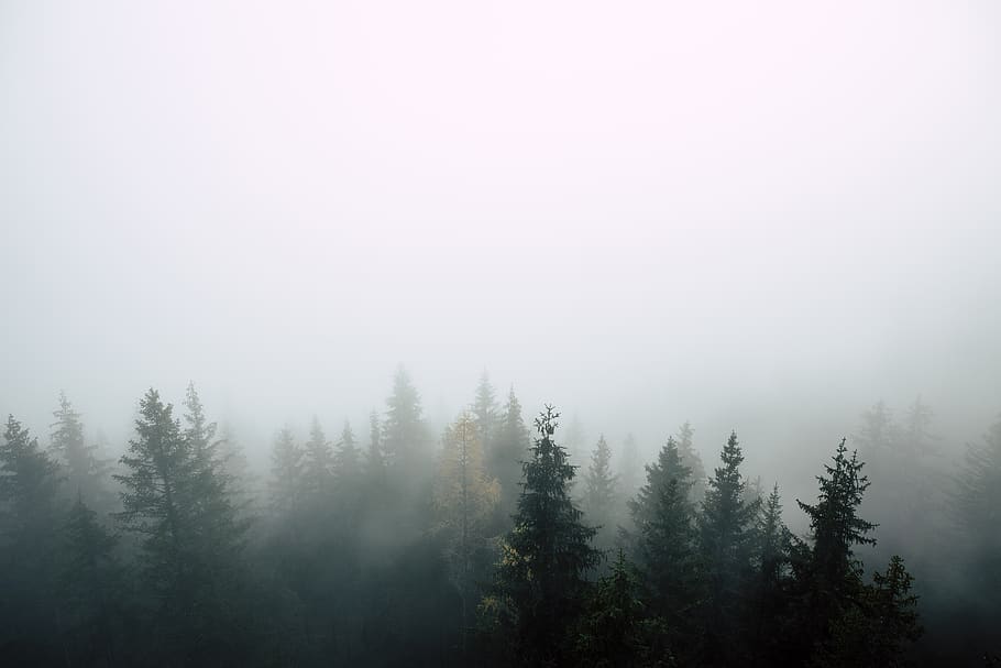 Aerial Photography of Tree Surrounded With Fogs, bird's eye view HD wallpaper