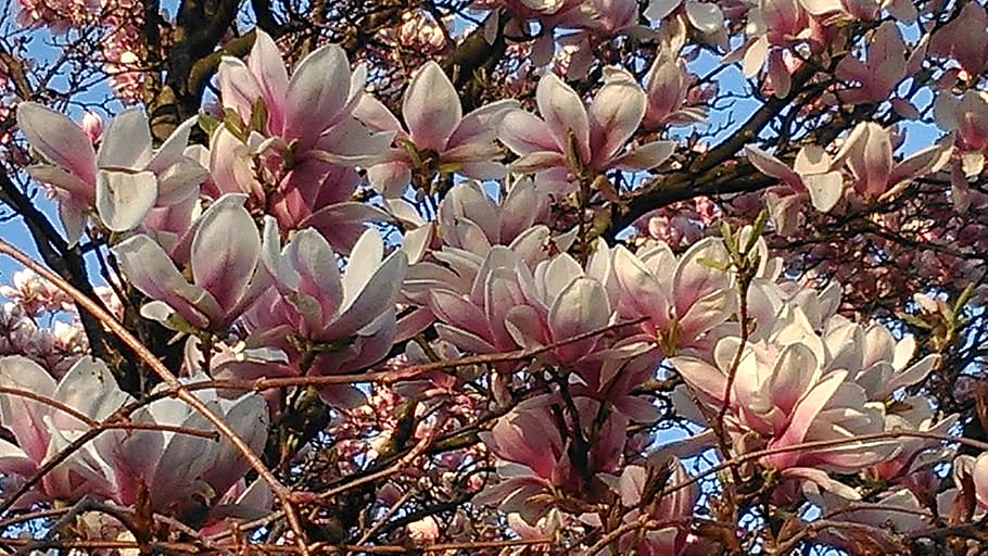 austria, vienna, tree, flower, magnolias, flowers, plant, growth HD wallpaper