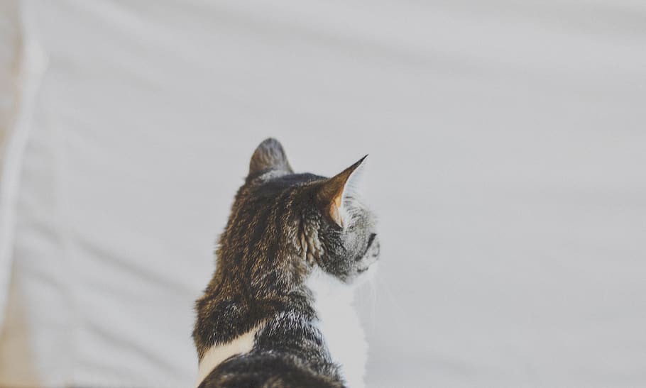 nature, animals, cat, gray, white, feline, animal themes, one animal HD wallpaper