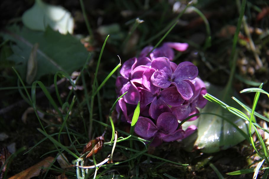 rain, sun, nature, leaves, lilac, garden, spring, flowering plant HD wallpaper