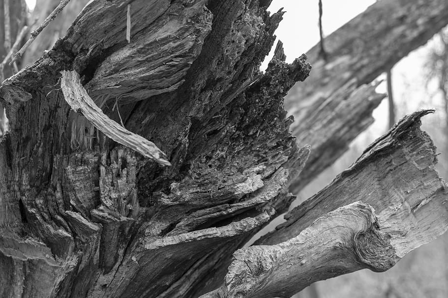 wood, plant, tree, tree trunk, animal, bird, tree stump, root HD wallpaper