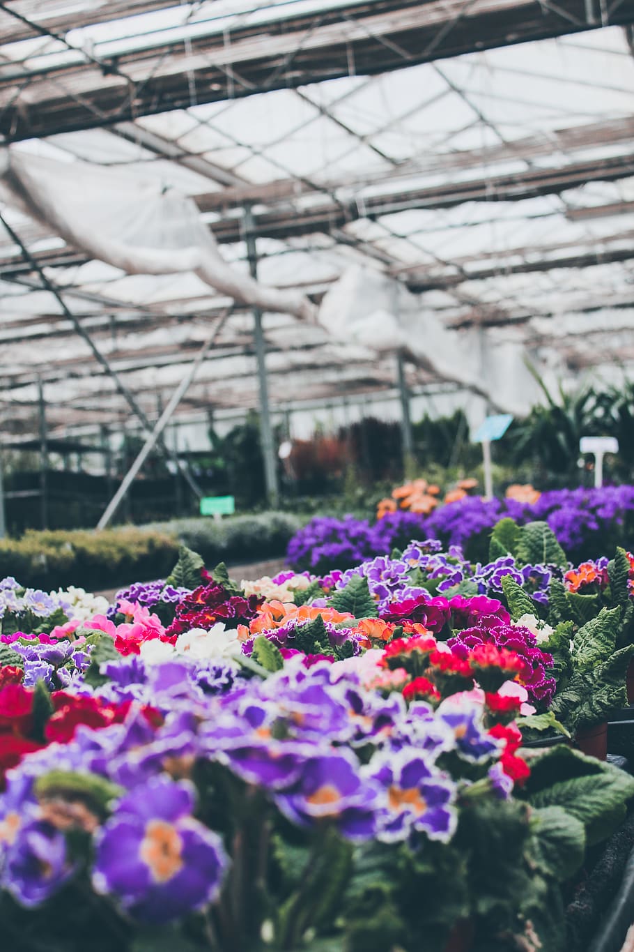 flowers field, flowering plant, greenhouse, freshness, growth HD wallpaper