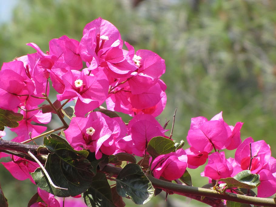 greece, attica, flowering plant, pink color, beauty in nature HD wallpaper