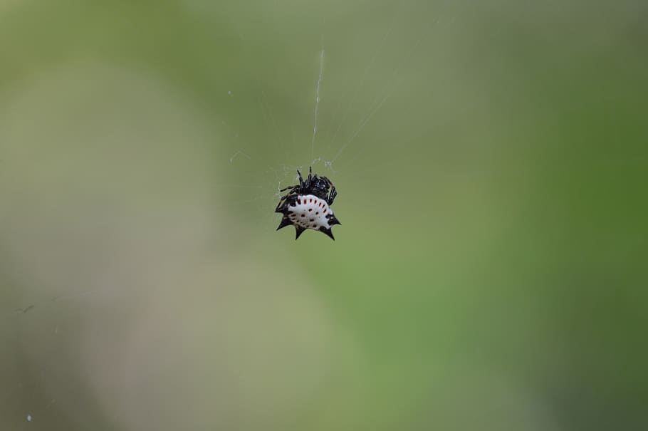 White and Black Spider on Web, blur, close-up, focus, macro, spider's web HD wallpaper