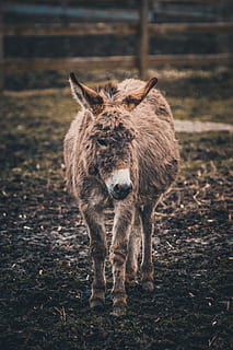 brown coated donkey, animal, mammal, ground, alpaca, llama, elk HD wallpaper