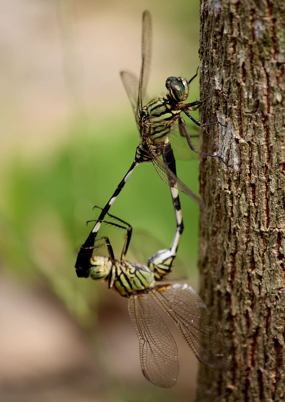 Entomology wallpapers - backiee