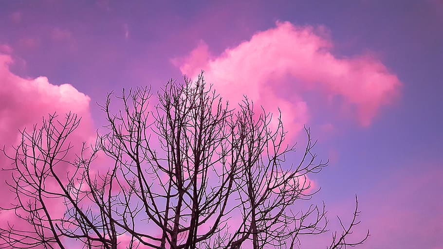 pink, tree, sky, clouds, cloud - sky, sunset, beauty in nature HD wallpaper