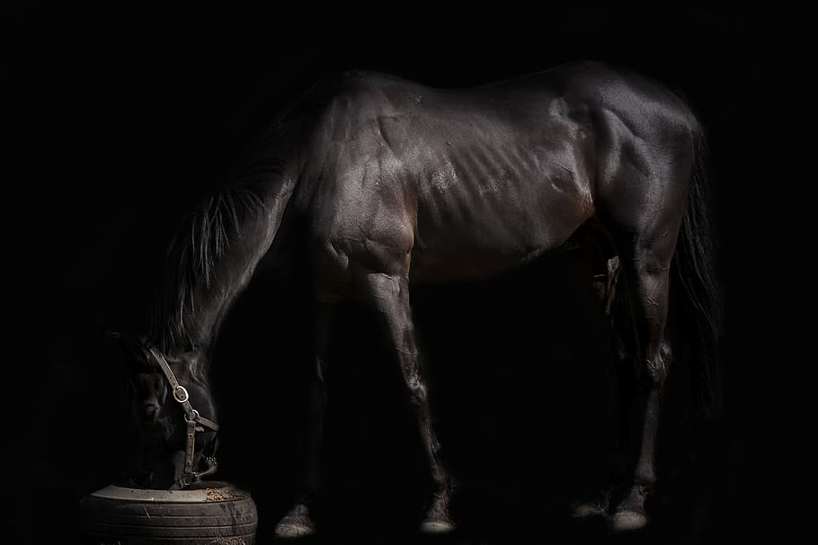 dark-brown horse, andalusian horse, animal, mammal, ireland, irish national stud . HD wallpaper