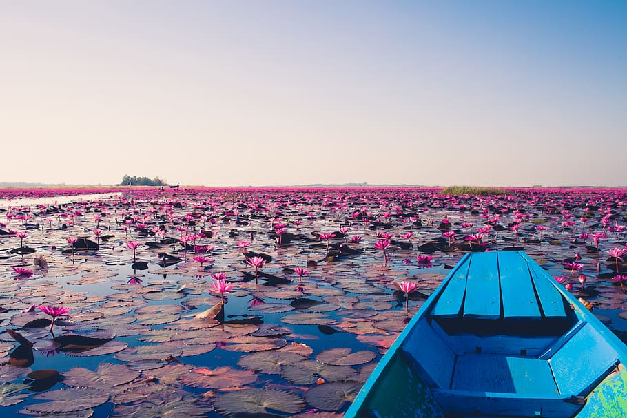 blue jon boat on body of water with lily flowers during daytime, HD wallpaper