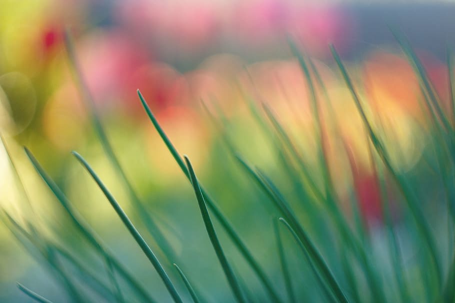 shallow focus photography of green grass, spring, nature, garden HD wallpaper