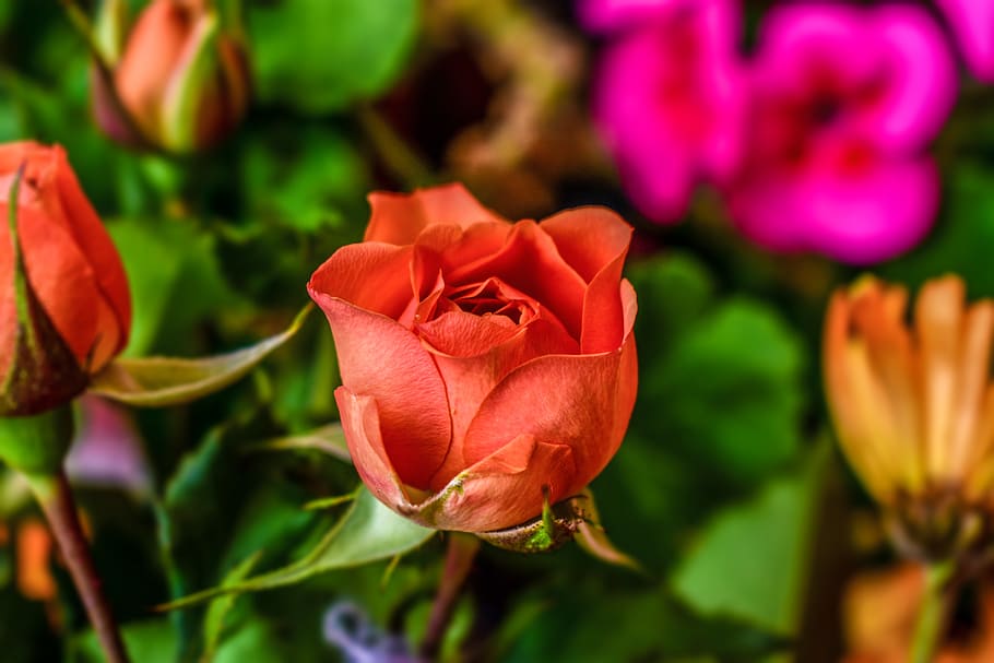 rosa, flower, nature, spring, flowering plant, beauty in nature HD wallpaper