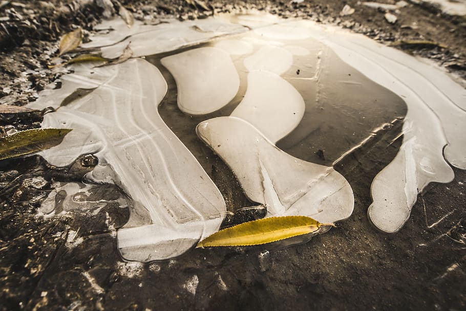 leaf, bubble, ice, sunrise, warm, golden, glow, detail, nature HD wallpaper