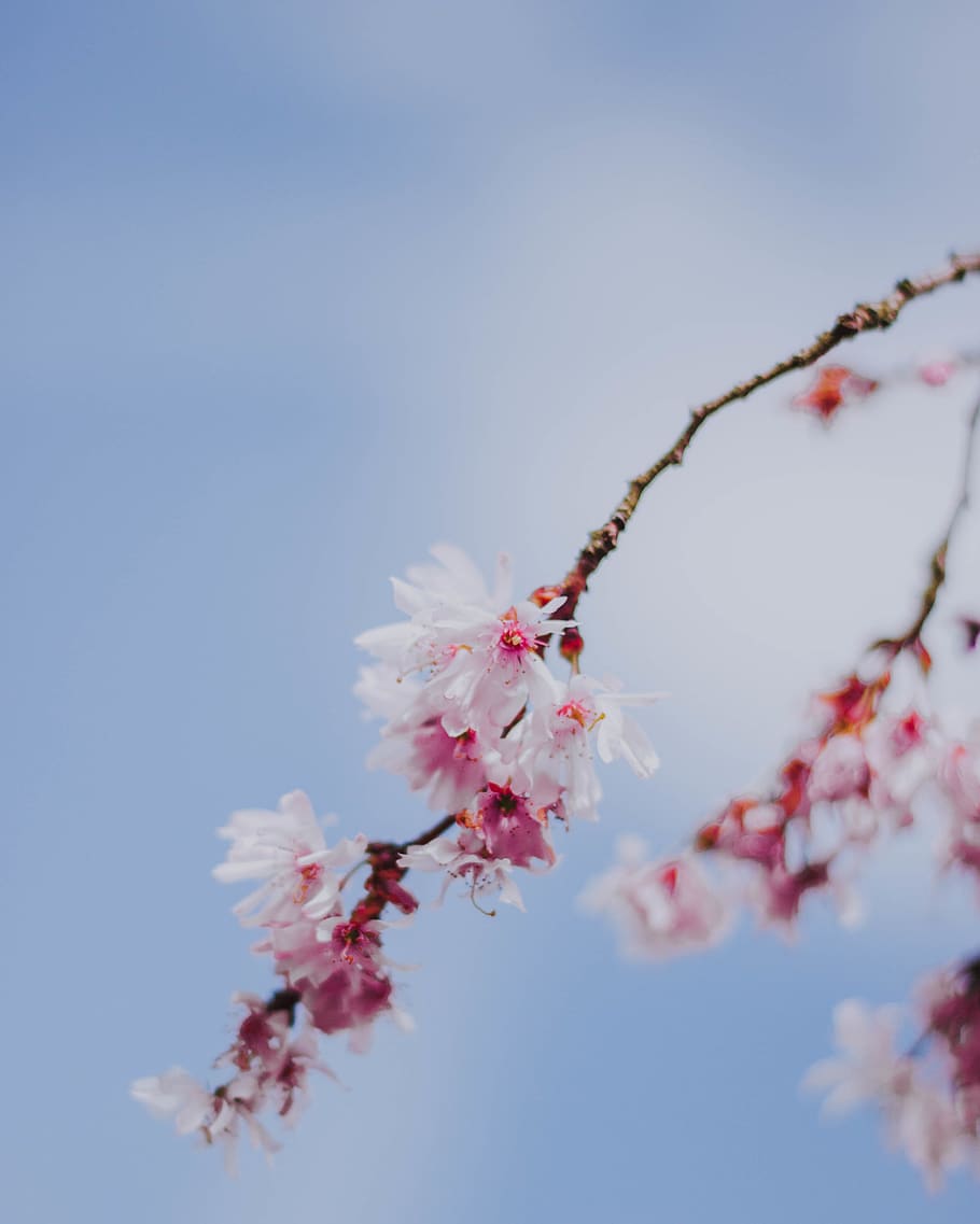 white petaled flowers, plant, beauty in nature, freshness, flowering plant HD wallpaper