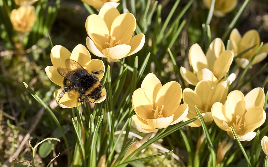 insect, hummel, crocus, sprinkle, blossom, bloom, pollen, garden HD wallpaper