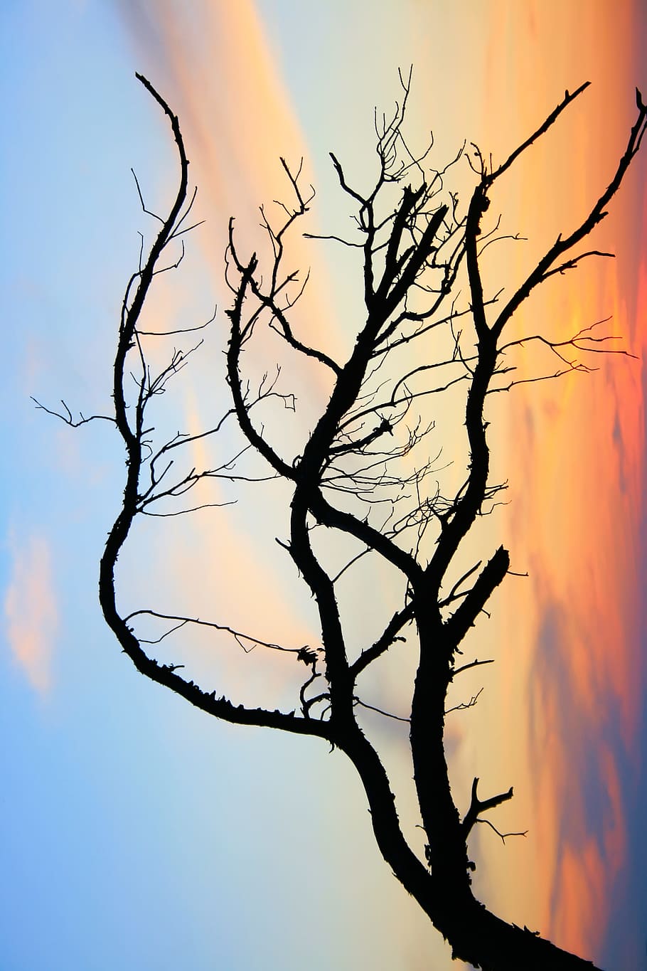 branch, bare, tree, sky, clouds, silhouette, beauty in nature HD wallpaper