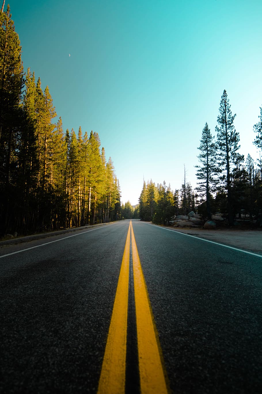 asphalt road, tree, sky, perspective, outdoors, nature, forest HD wallpaper