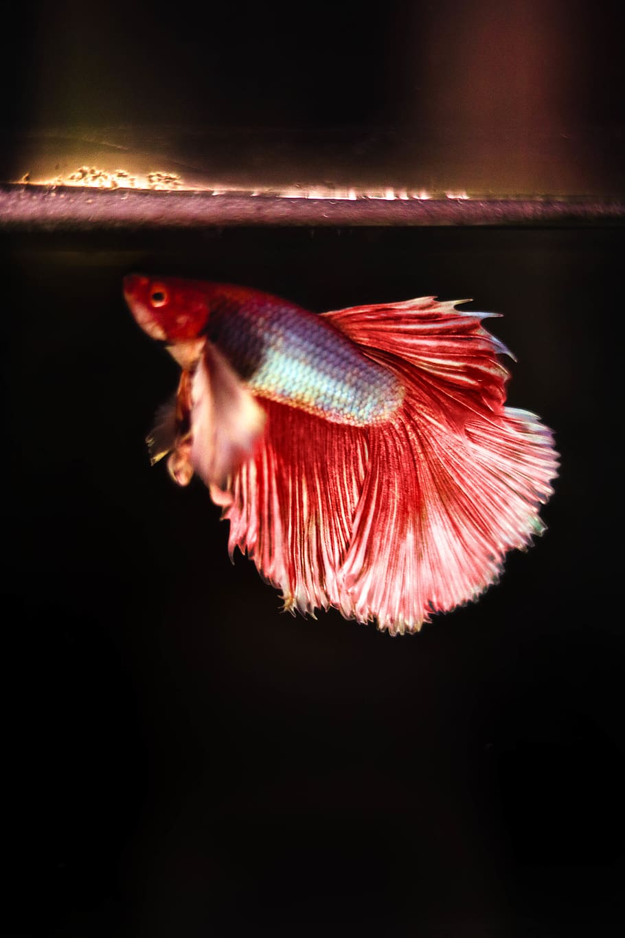 fish, red, one animal, animal themes, sea, water, animal wildlife HD wallpaper