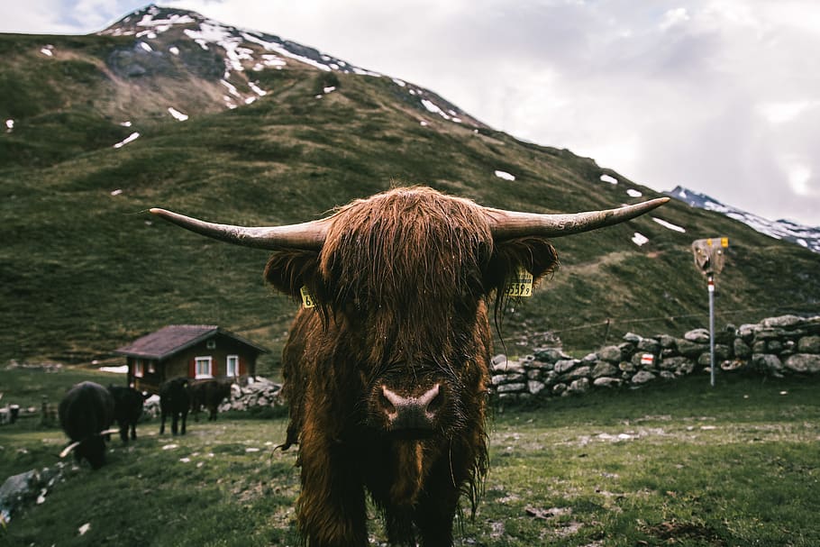 Brown Yak Standing on Green Grass, alpine, alps, animal, bull, HD wallpaper