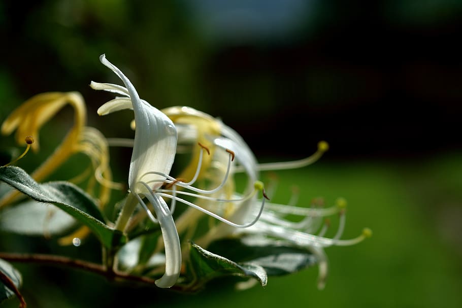 tentacles, stamens, flower, plant, growth, beauty in nature HD wallpaper