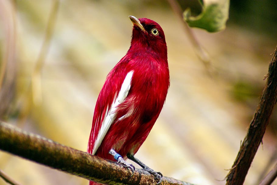 pompadour cotinga, red, bird, tropical, wildlife, colorful HD wallpaper