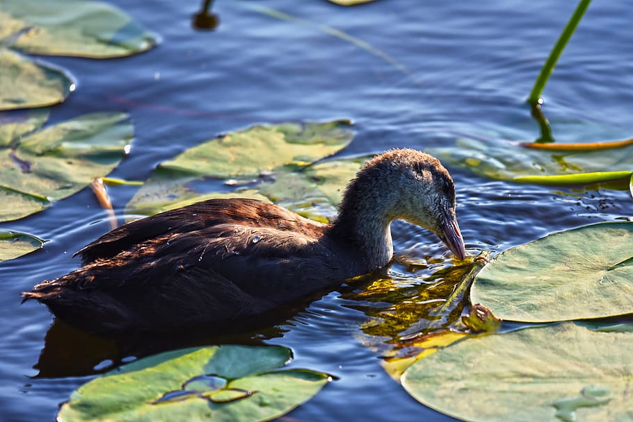 coot, chick, waterbird, waterfowl, animal, young, swimming HD wallpaper