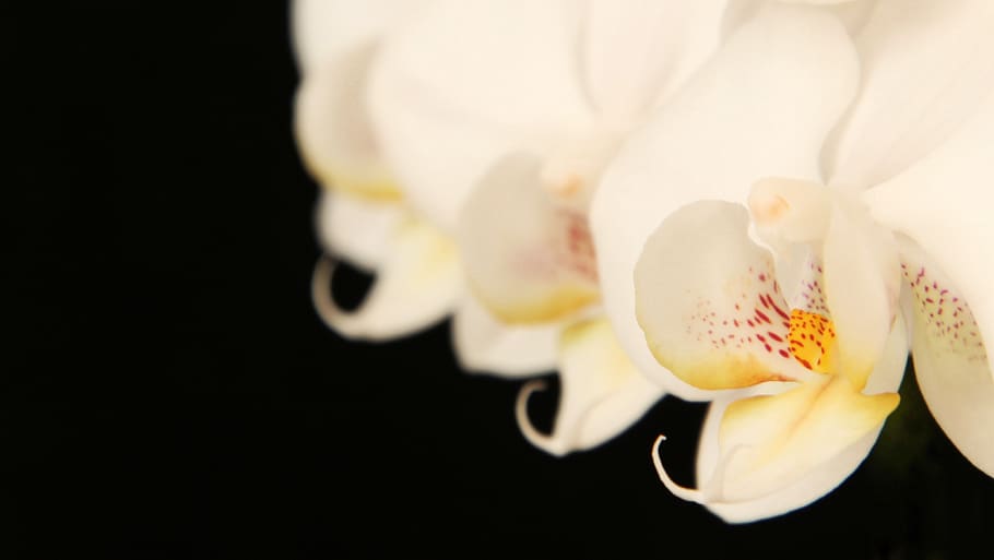 orchids, white, flowers, black, black background, greeting card HD wallpaper