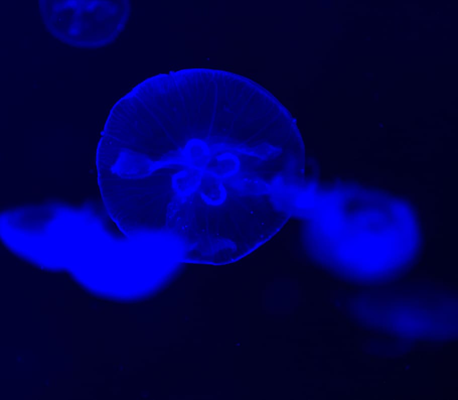 blue smoke on black surface, jellyfish, animal, sea life, invertebrate HD wallpaper