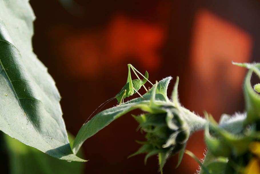 nature, grasshopper, summer, insect, close up, leaf, plant part HD wallpaper