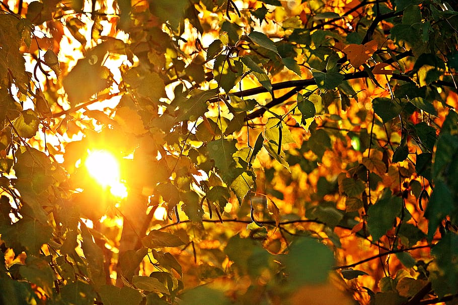 sun, fall foliage, autumn, birch, leaves, nature, tree, colorful HD wallpaper