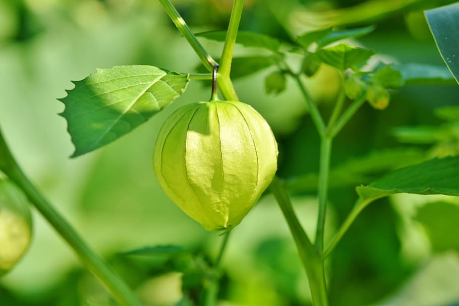 physalis, bladder cherry, plant, judenkirsche, nachtschattengewächs HD wallpaper