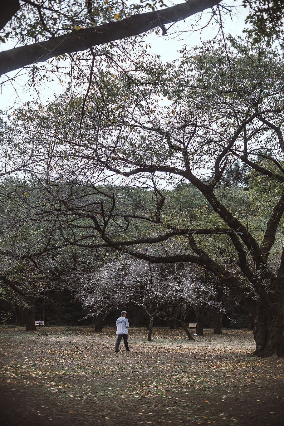 japan, shinjuku-ku, shinjuku gyoen national garden, tokyo, forest, HD wallpaper
