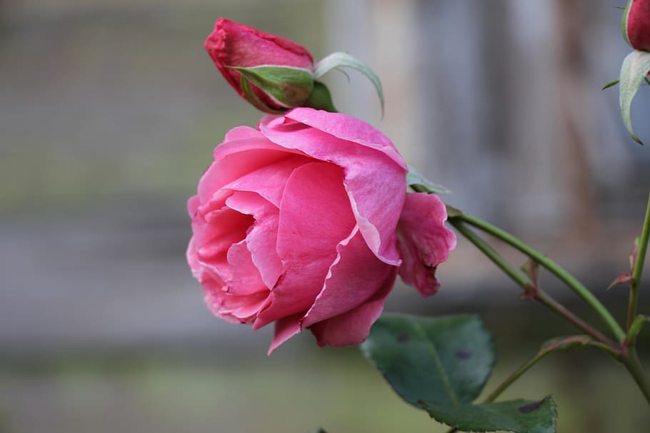 rose, pink, flower, flora, aroma, nature, beautiful, love, bloom HD wallpaper