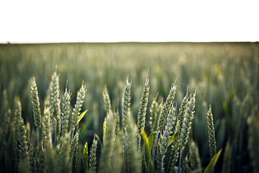 green, barley, fields, farm, cereal plant, rural scene, crop HD wallpaper