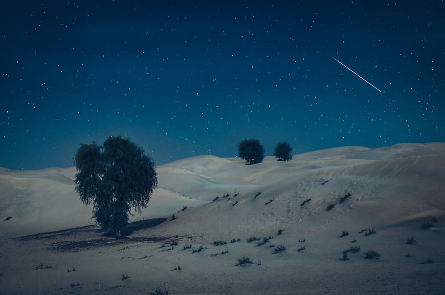 green tree on desert during nighttime, sky, winter, scenics - nature HD wallpaper