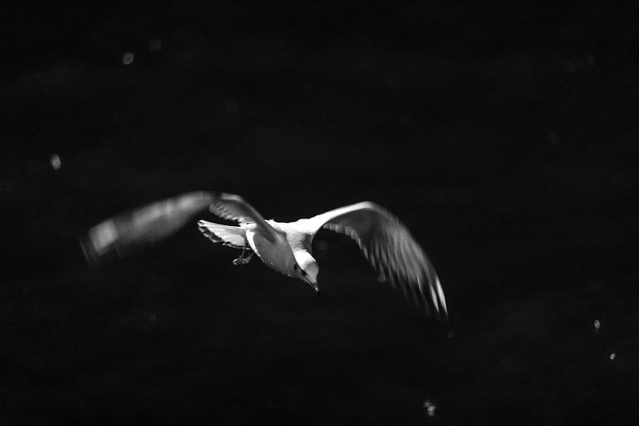 seagull, bird, bosphorus, istanbul, flight, flying, night, 2019 HD wallpaper