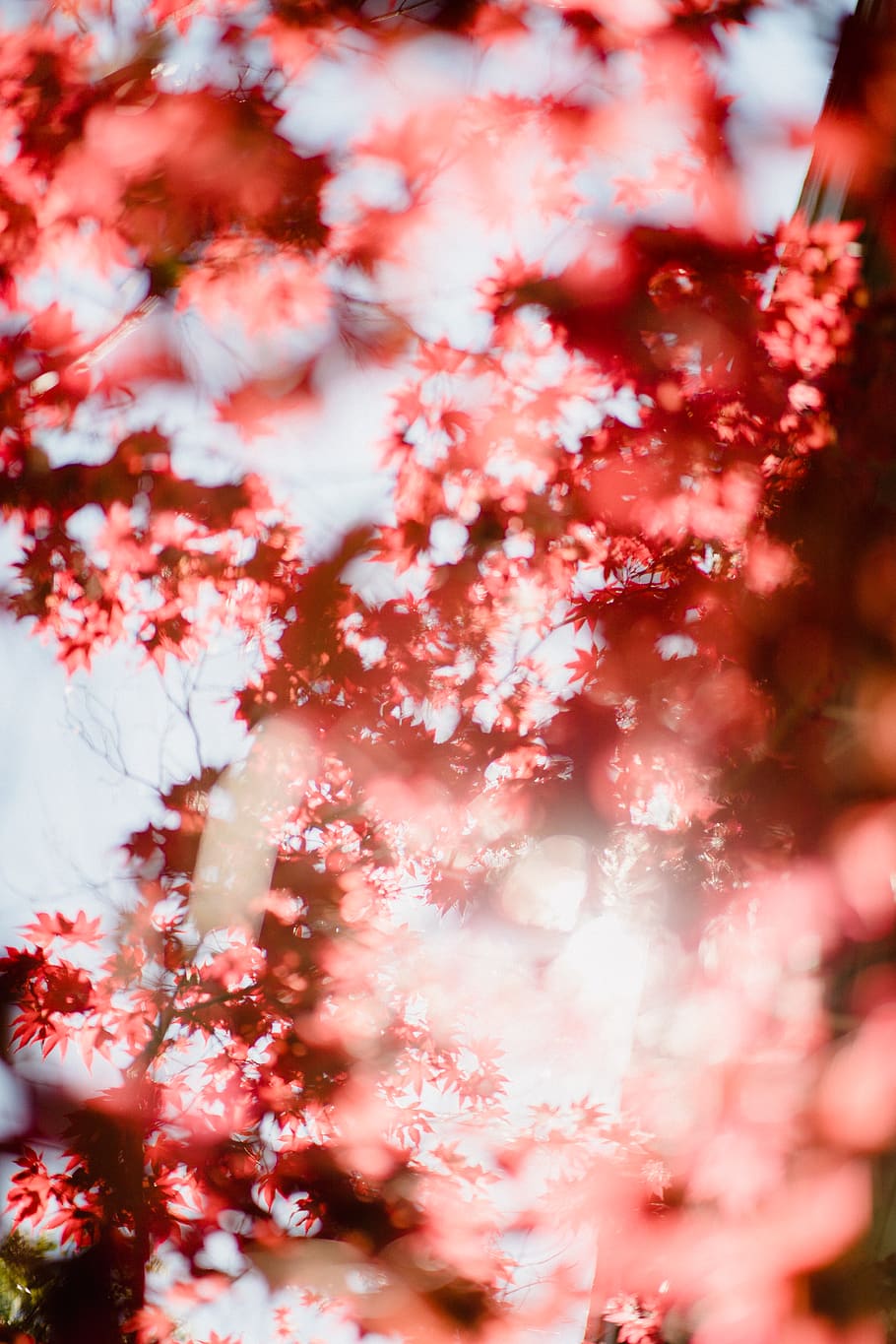 light through pink flowers, beauty in nature, plant, pink color HD wallpaper