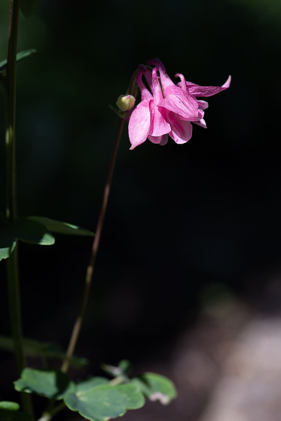 HD wallpaper: columbine, pink, pink columbine, flower, pink flower