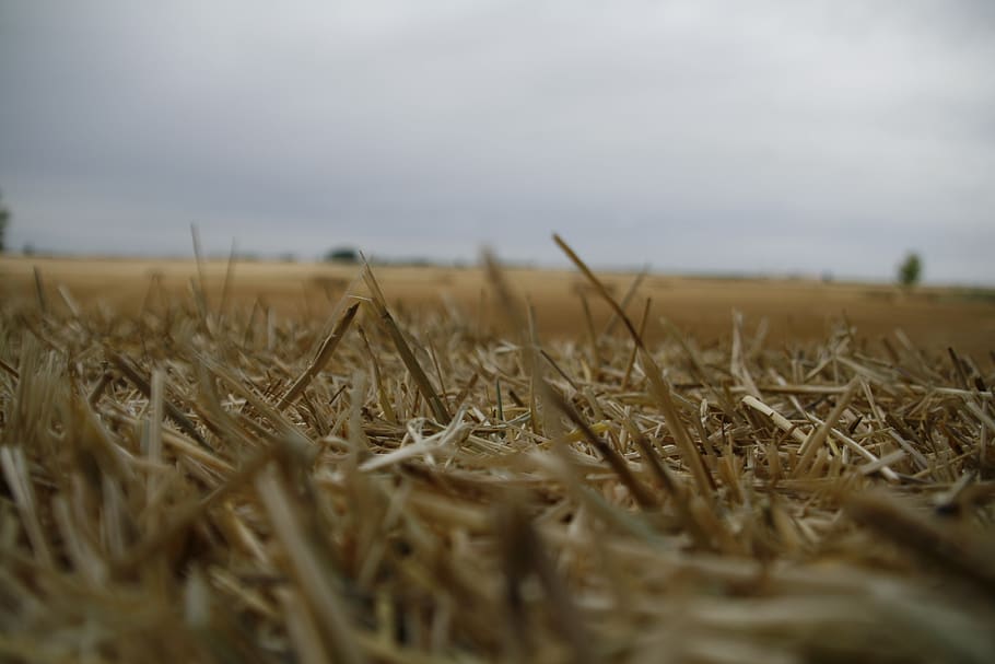 field, straw, mowing, segar, landscape, summer, agriculture HD wallpaper