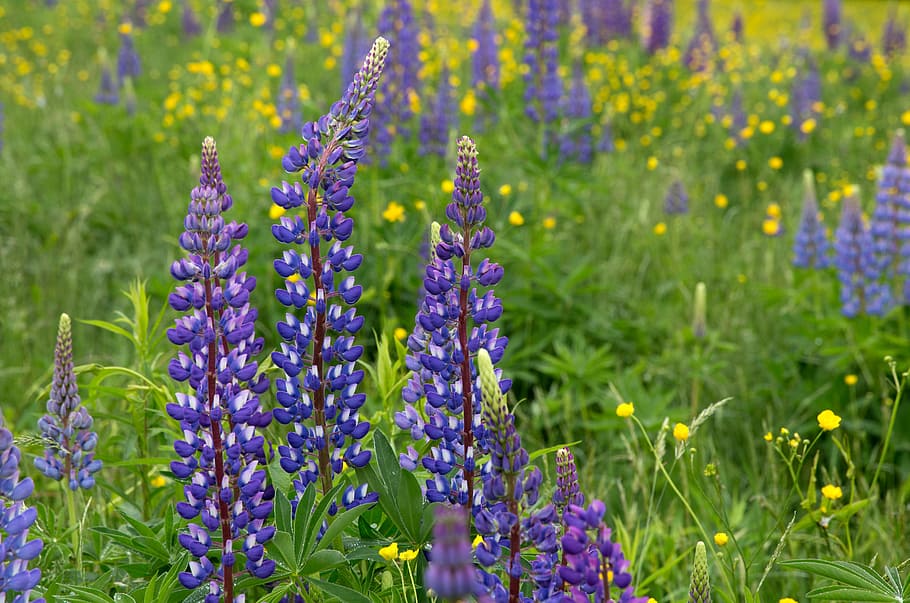 Purple and White Flower, bloom, blossom, flora, flowers, grass HD wallpaper