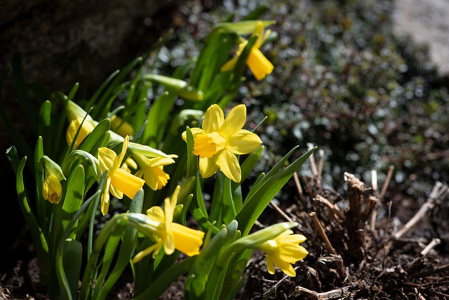 daffodils, small, flowers, spring flowers, garden, nature, flora HD wallpaper