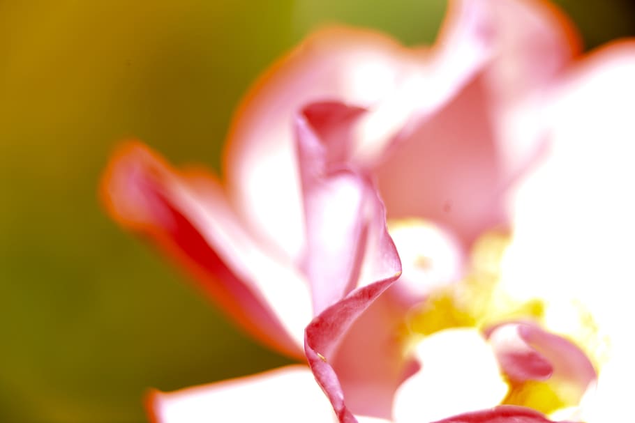 flower, flowering plant, beauty in nature, freshness, pink color HD wallpaper