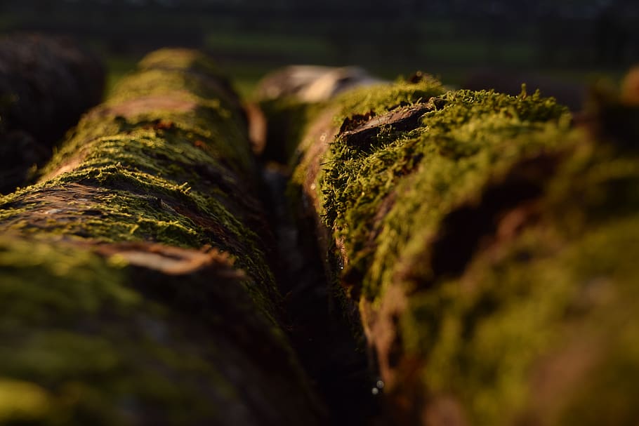 Лишайник на рабочий стол. Фото пиломатериала с мохом. Green log.